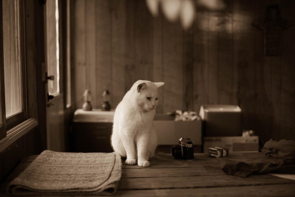 Vintage Cat