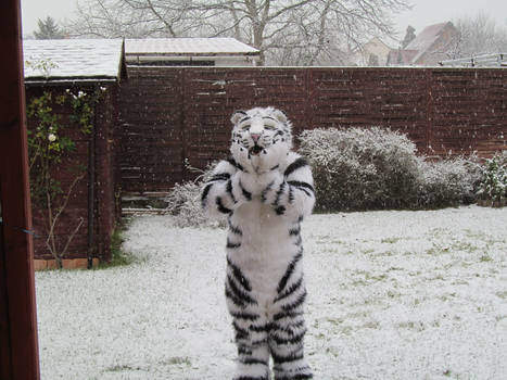 Felix Stripes has his first snow