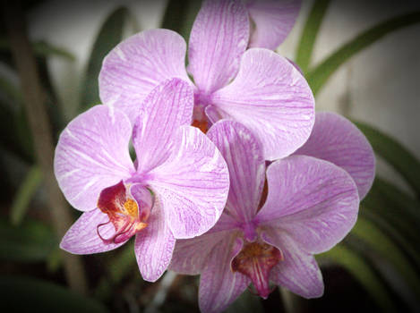 Orchid