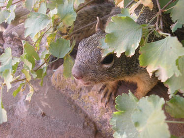 grand canyon squirrel