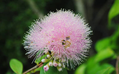 Calliandra