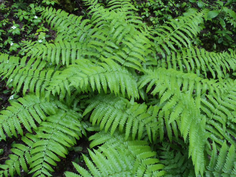 fern