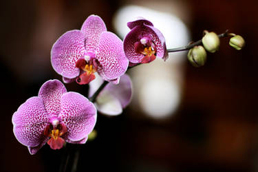 Orchide