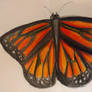 Monarch Butterfly