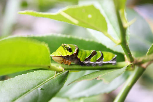 Caterpillar