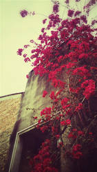 Bougainvillea