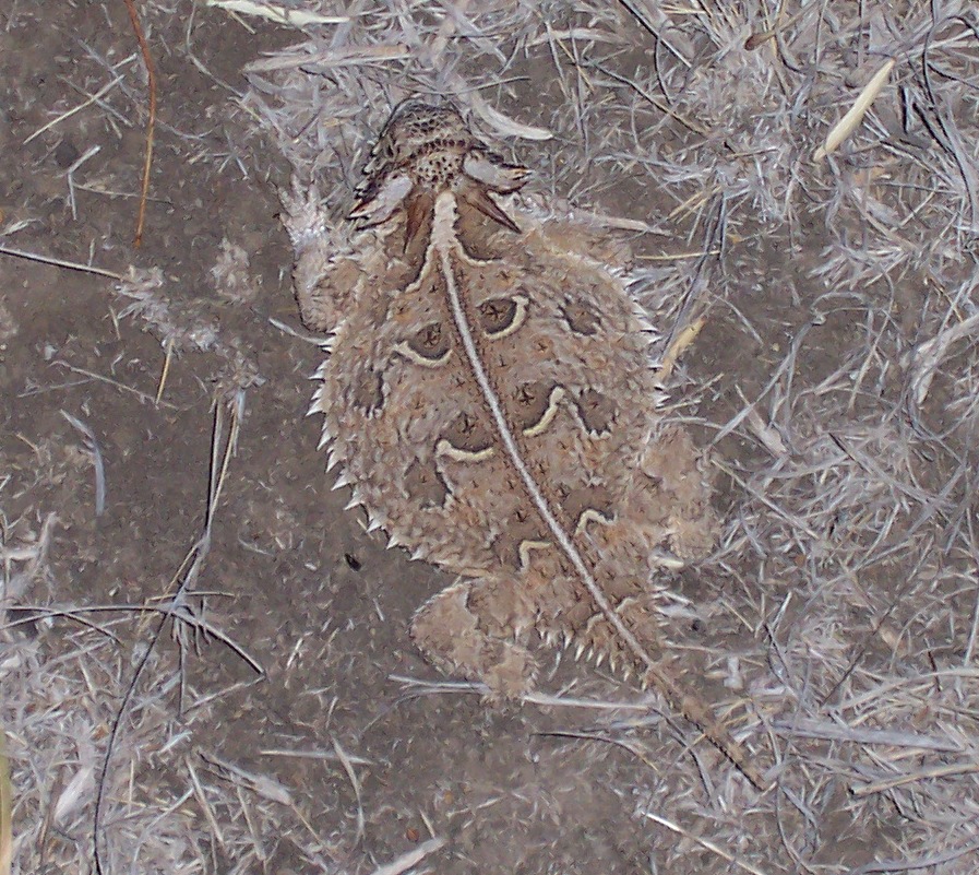 horned lizard