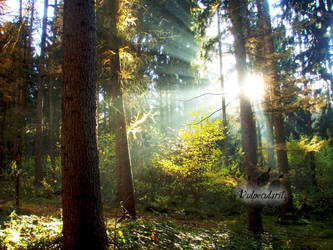 Morning-rays in the forest