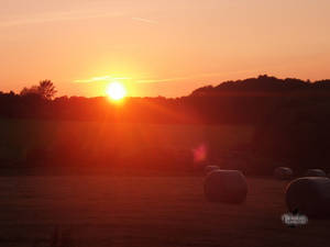 Harvest - Ernte