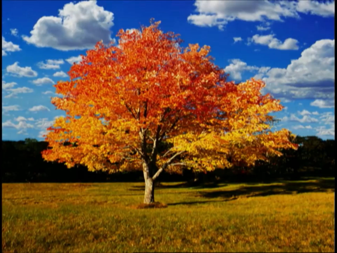 Ateume Tree Autumn tree by FunnyJokerFan on DeviantArt