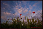 Dreaming of Summer by allym007