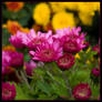 Chrysanthemum Colors