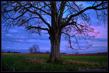 Purple Sunset