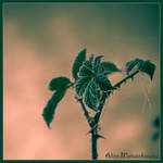 Frost in Green by allym007