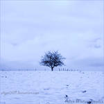Winter Solitude by allym007