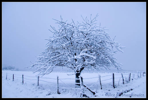 Snowy Tree