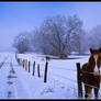 Colt in the snow