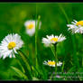 Just a few daisies...