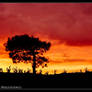 Silhouettes on a Red Sky
