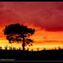 Silhouettes on a Red Sky