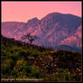 Lost in a Pink Sky
