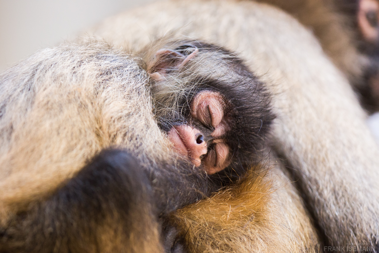 Sleeping Baby Monkey