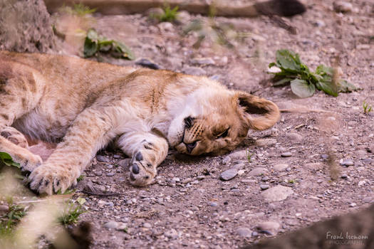 Sleeping Baby Lion