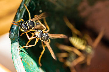 Wasps