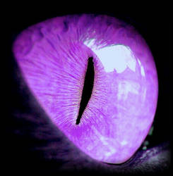 Cat's Eye