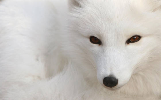 Polar fox