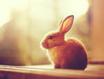 Autumn Bunny by arefin03