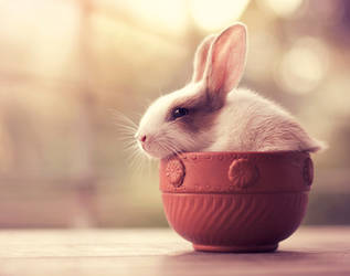 Bunny Tea