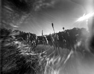 Cattails pinhole