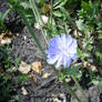 Blue flower