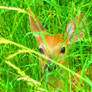 Fawn Deer hiding in the grass.