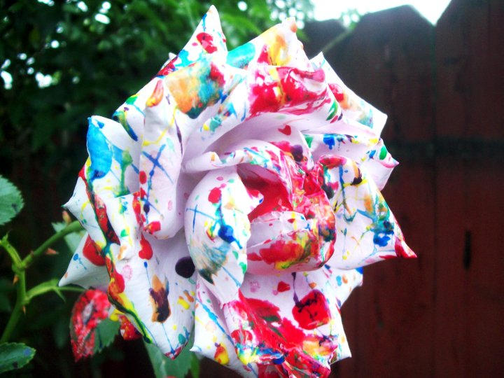 Splattered Rose by TheBlooGrrl on DeviantArt
