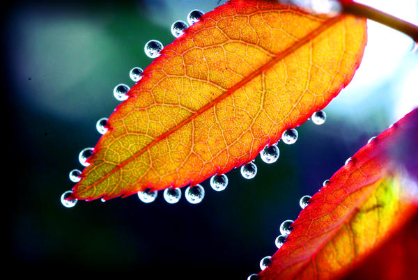 Leaf Drops