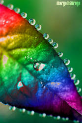 Leafed Rainbow