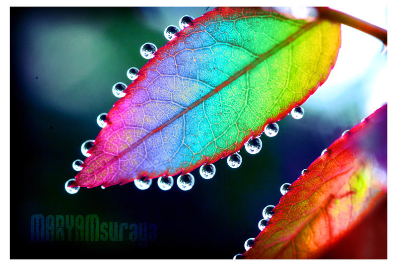 Leaf's Colours