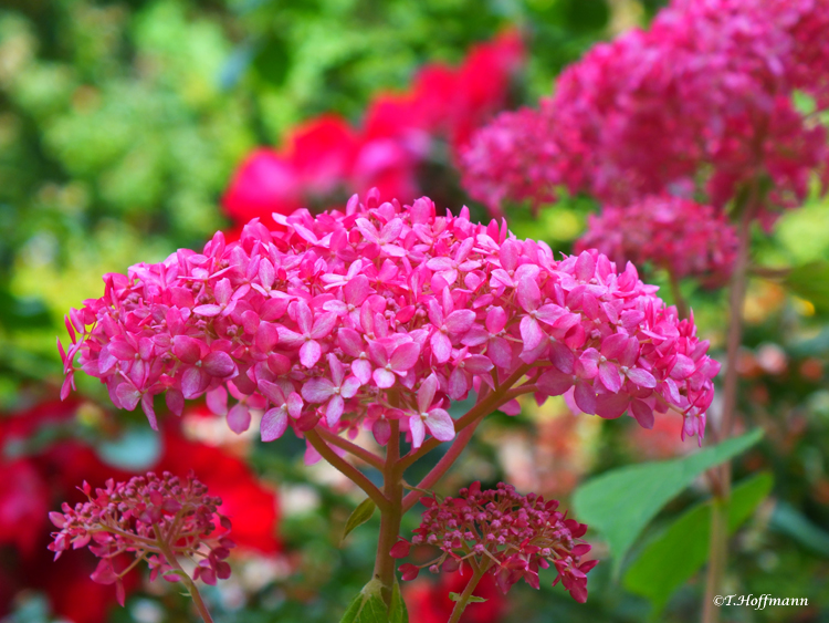 pink flower