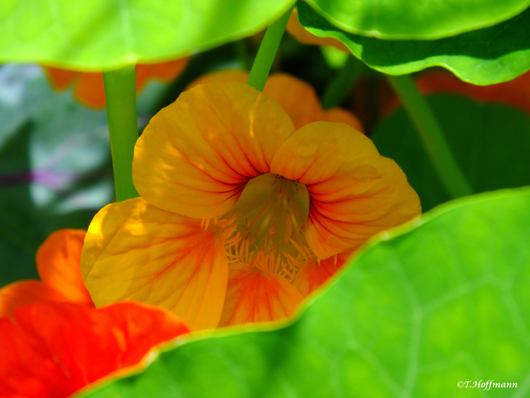 Nasturtium