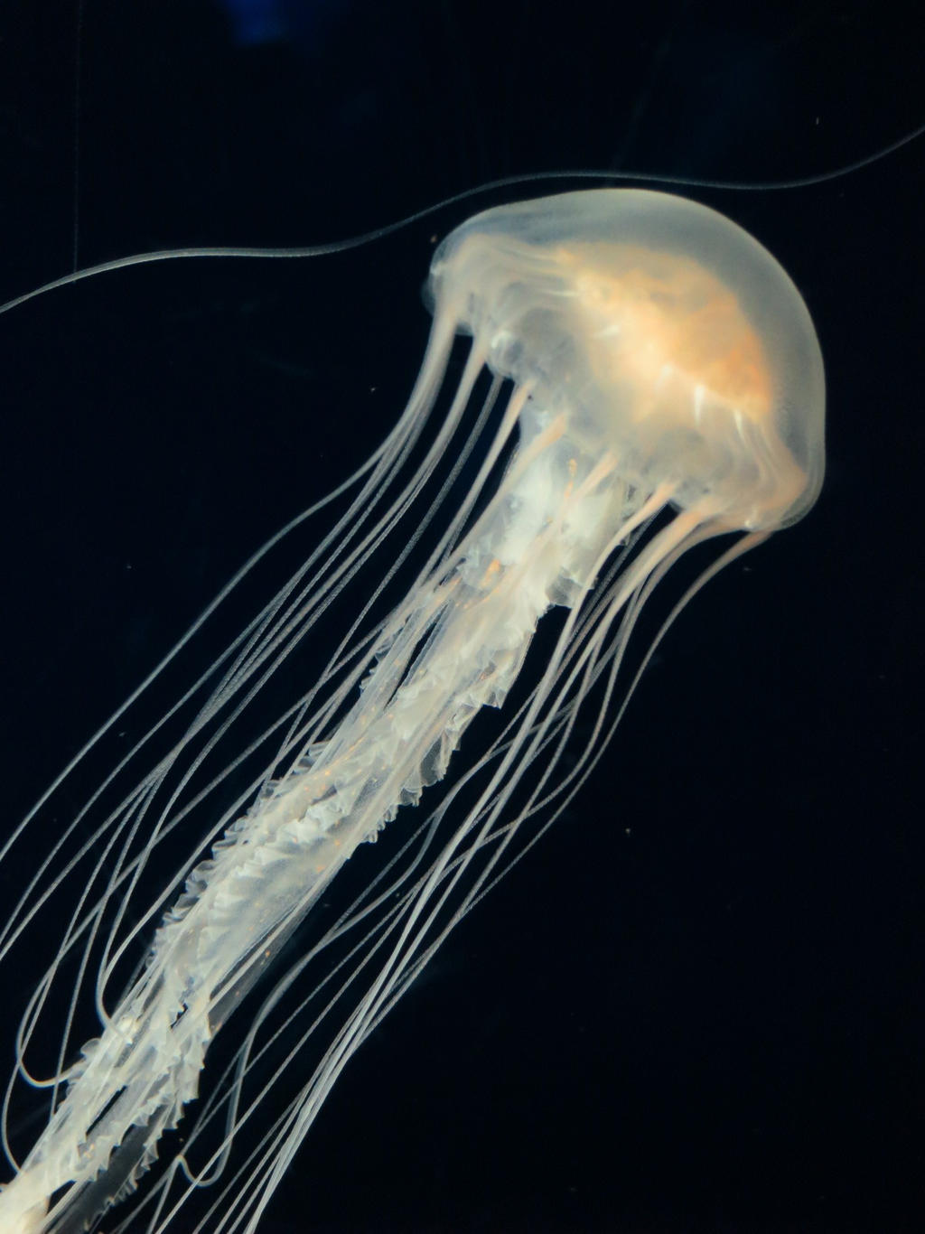 Close Encounters of the Jellyfish Kind