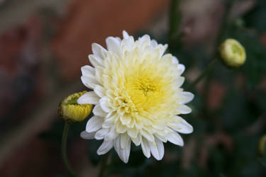 Flowers Late Summer