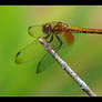 Dragonfly