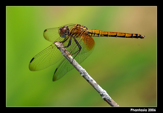 Dragonfly