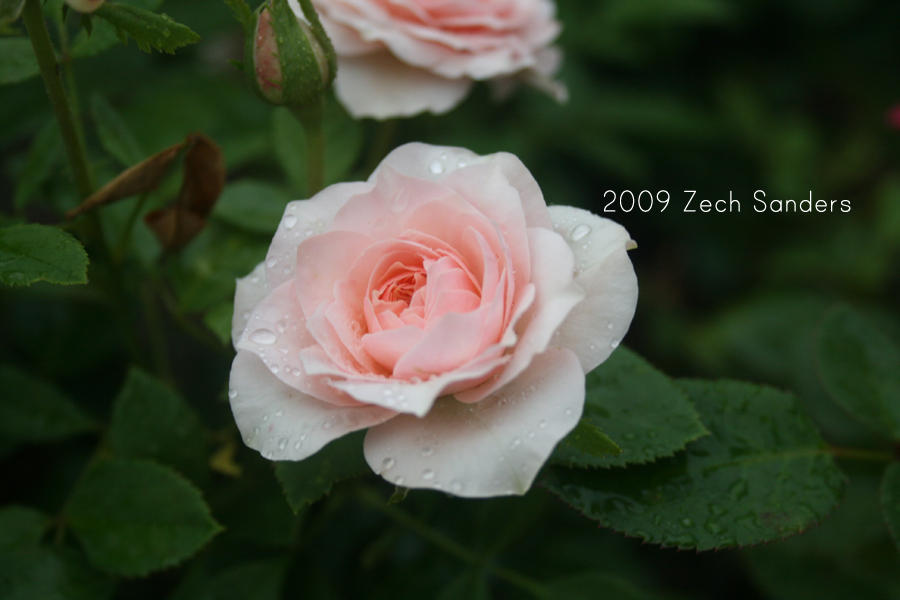 Flora Rosa by PhotographerZech on DeviantArt