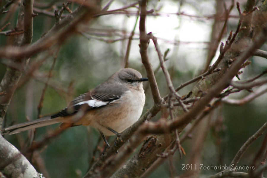 Mockingbird Spetch Mockingbird by PhotographerZech on DeviantArt