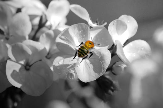 Bumblebee revisited