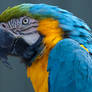 Longleat Parrot