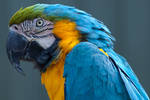 Longleat Parrot by garethjns